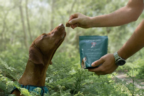 Wie beruhige ich einen reaktiven Hund?