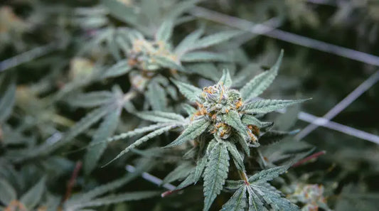 Was ist der Unterschied zwischen CBD und medizinischem Cannabis?