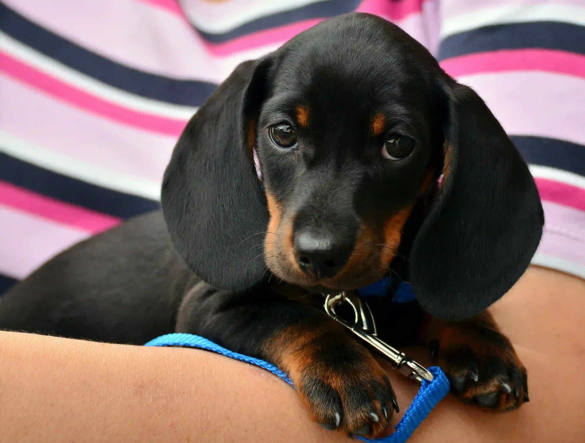 5 Anzeichen für Bandscheibenvorfälle bei Hunden: Was sollte ich tun?