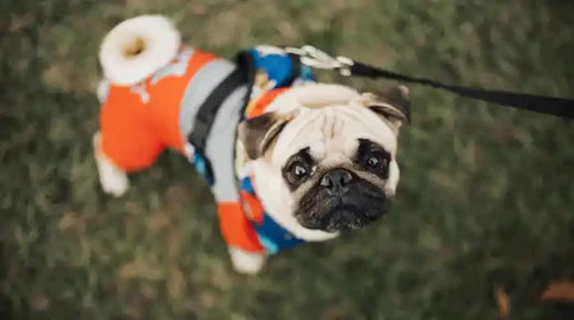 Warum zittert mein Hund? Häufige Ursachen und Lösungen