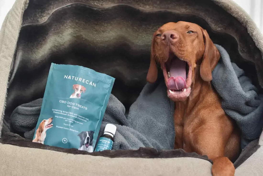 Wie lange schlafen Hunde?