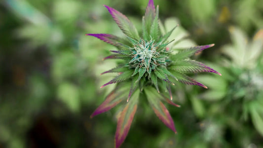 Eine CBD Blüte mit lilanen Blattspitzen