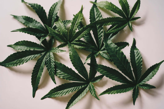 Wie lange bleibt Cannabis im Körper