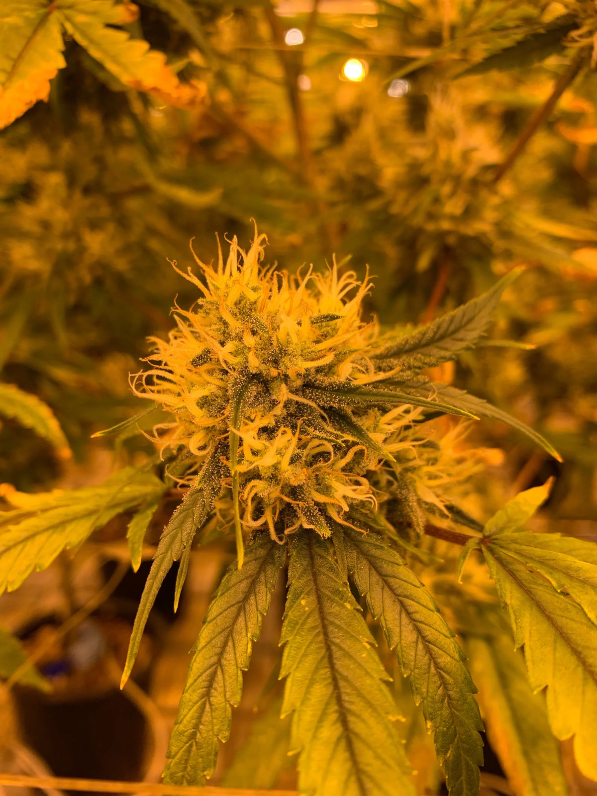 CBD Blueten Die perfekte Option fuer deine Beduerfnisse!