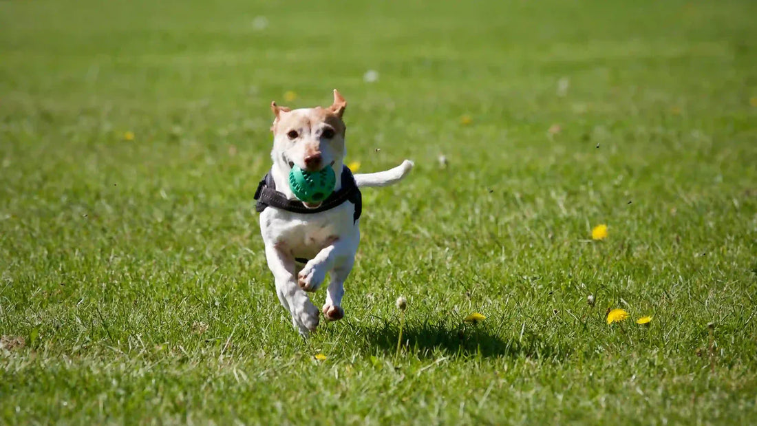 6 Anzeichen für einen gestressten Hund: Ursachen und Lösungen