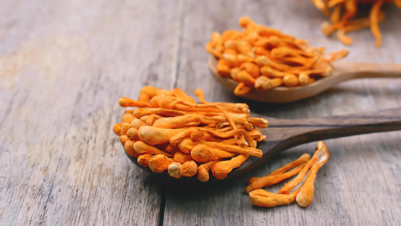 Cordyceps-Pilze auf einem Holzlöffel 