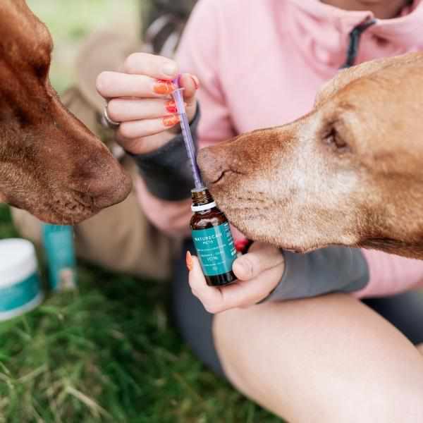 CBD Öl für Hunde verabreichen